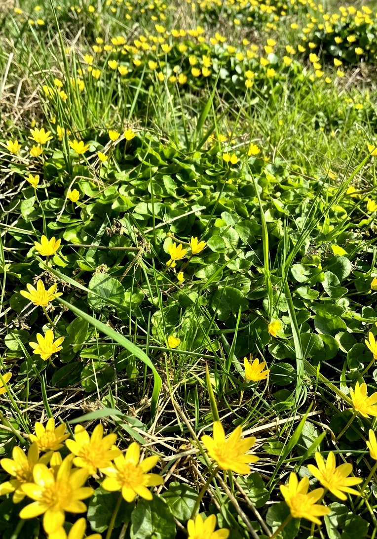 Kalli2005's tweet image. Untitled 2026-036
#spring #nature #hiking