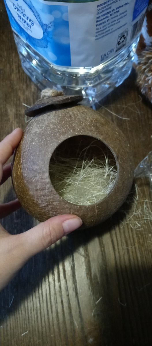 KhiraMusgrave's tweet image. Ringo's coconut house came in!

She needed a hide on the cool side of her enlcosure and I thought she'd like a hanging one. 

#pet #snake #ballpython