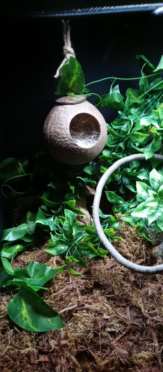 KhiraMusgrave's tweet image. Ringo's coconut house came in!

She needed a hide on the cool side of her enlcosure and I thought she'd like a hanging one. 

#pet #snake #ballpython
