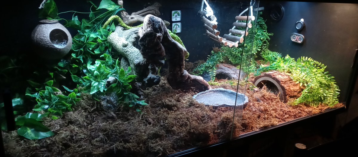 KhiraMusgrave's tweet image. Ringo's coconut house came in!

She needed a hide on the cool side of her enlcosure and I thought she'd like a hanging one. 

#pet #snake #ballpython