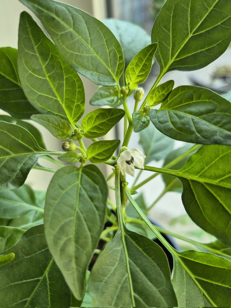 Denise_v_D_'s tweet image. The Corbaci pepper is full of buds and the first one opened today! It is a narrow, long, red, sweet pepper that looks hot 😅 I'm not a big fan of hot peppers, but they always look so nice on the plate 😆 Which peppers do you guys grow?
#allotment