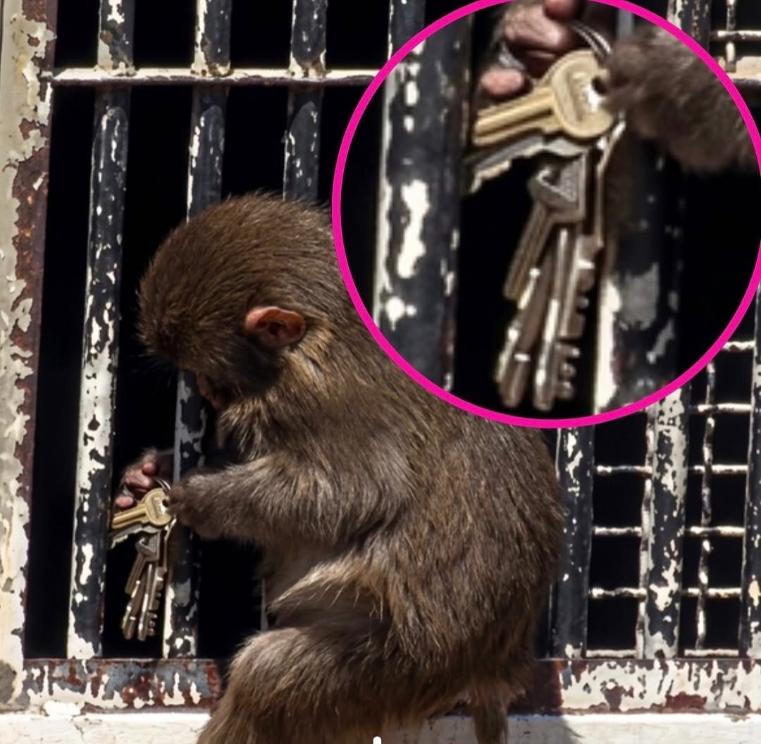 Petswithaura's tweet image. Dad passing the keys to Punch from inside