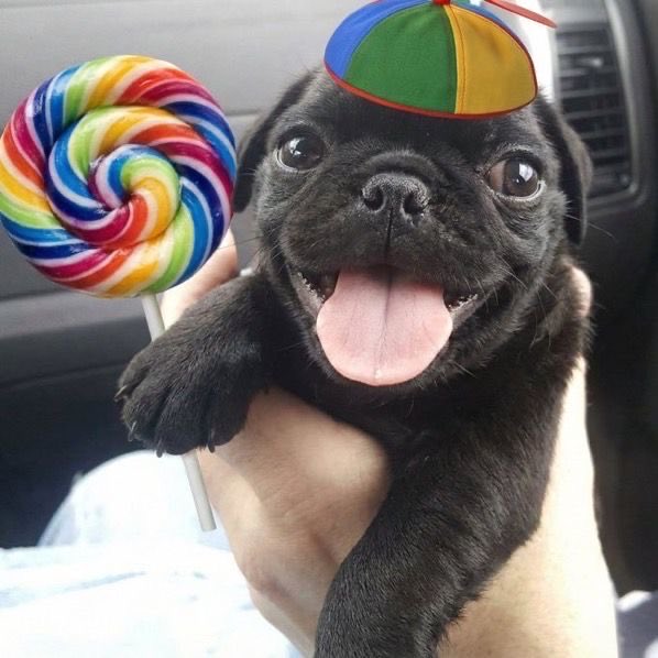 lalalis VAI VER O HAZZA!!🪩🐅 tweet media