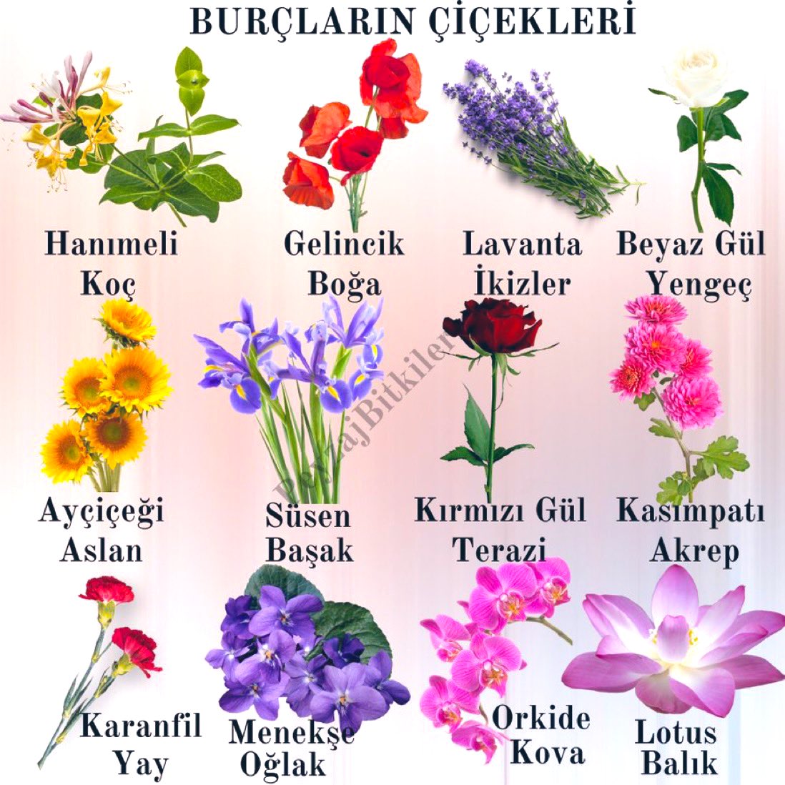 ÖzgürRuh tweet media