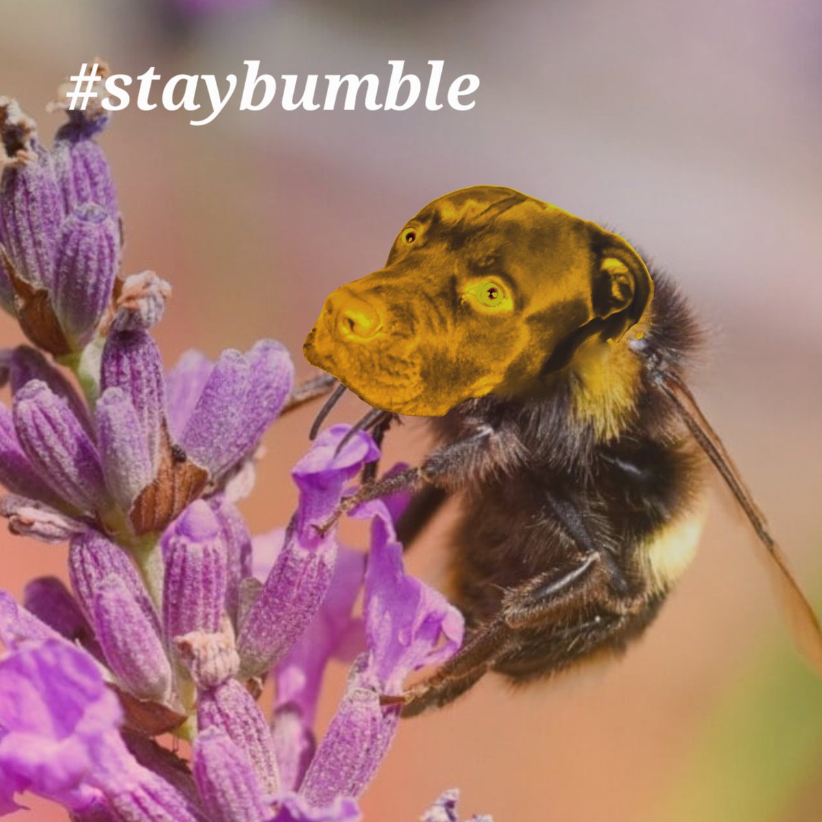 Dark Jimmy tweet media