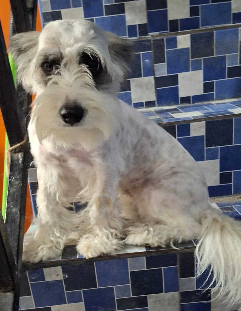 A una amiga se le perdió su perrita el domingo en Colonia El Milagro, San Marcos. 😢🐾

Responde al nombre de Cookie 🐶💕

Si alguien la ha visto o tiene información, por favor comunicarse al: 7182-1318 o al 61599171 📞

Nos ayudarían muchísimo con un RT  🙏✨