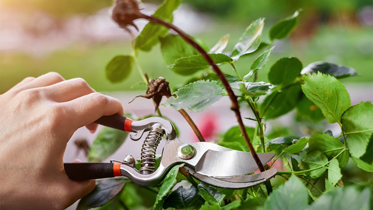 expert54474's tweet image. Expert pruning tips to help you shape healthy plants, improve growth, and maintain a beautiful garden with professional guidance and easy techniques. .

expertpruning.com

#PruningTips #GardeningTips #PlantCare #GardenMaintenance #ExpertGardening #Expertpruning