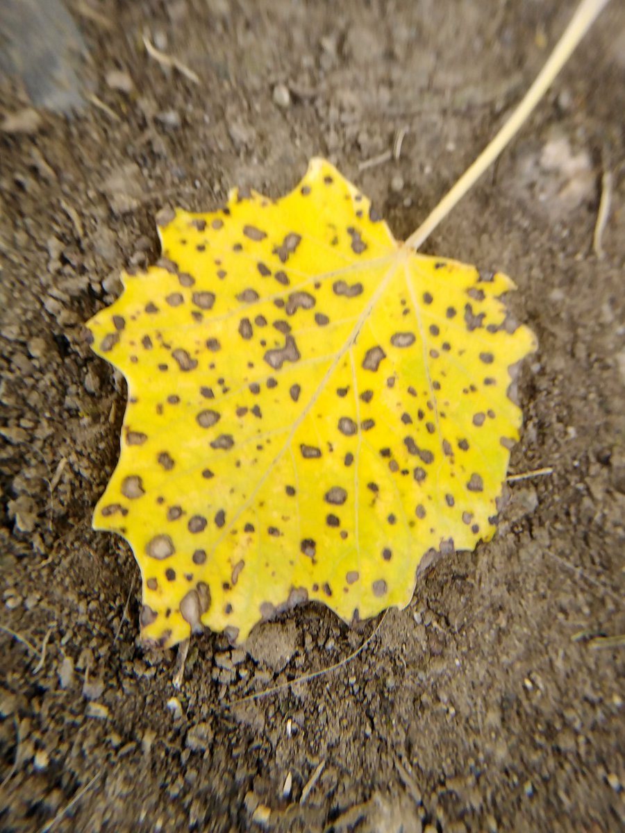 franlainakea's tweet image. Otoño 🍁 
#autumn