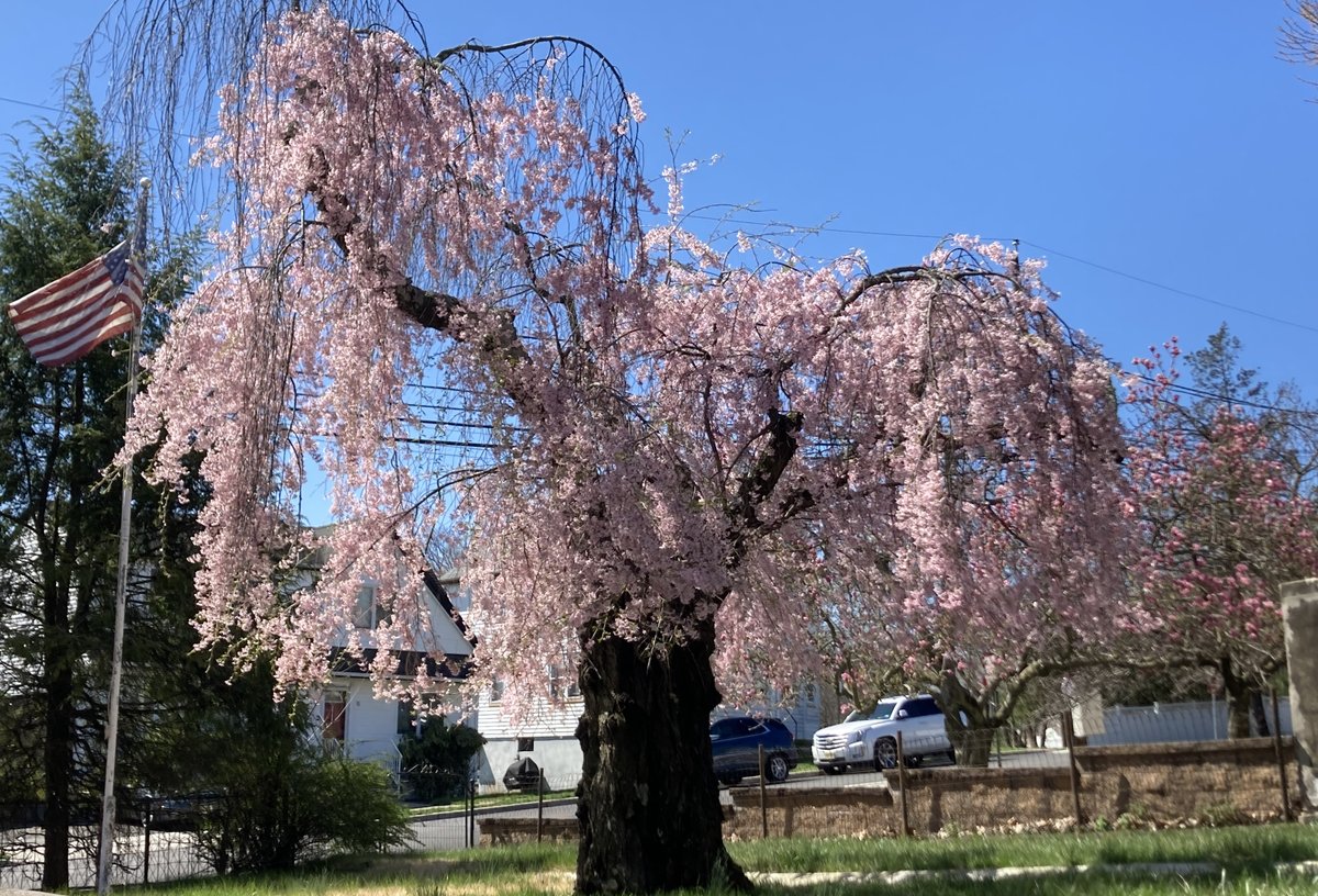 LaborMuseum's tweet photo. Spring in bloom at the Botto House. https://t.co/J79NVJOZFD
