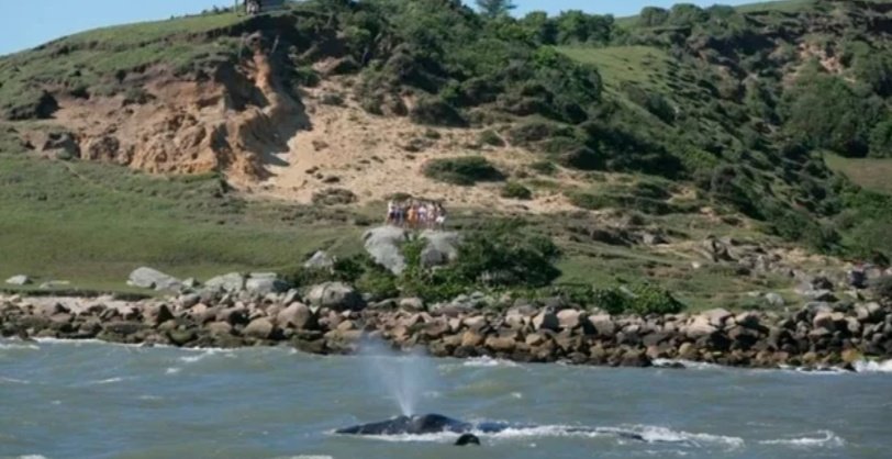 killerexu's tweet image. 📍🐋 Baleias no litoral de Santa Catarina.