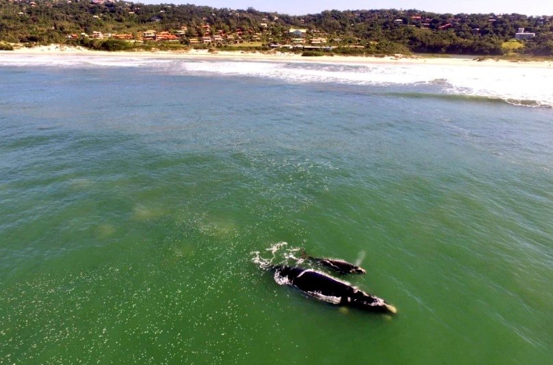 killerexu's tweet image. 📍🐋 Baleias no litoral de Santa Catarina.