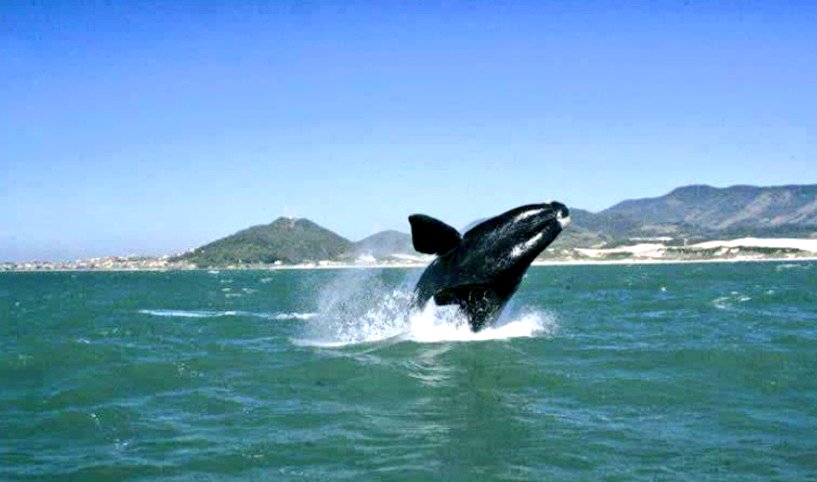 killerexu's tweet image. 📍🐋 Baleias no litoral de Santa Catarina.