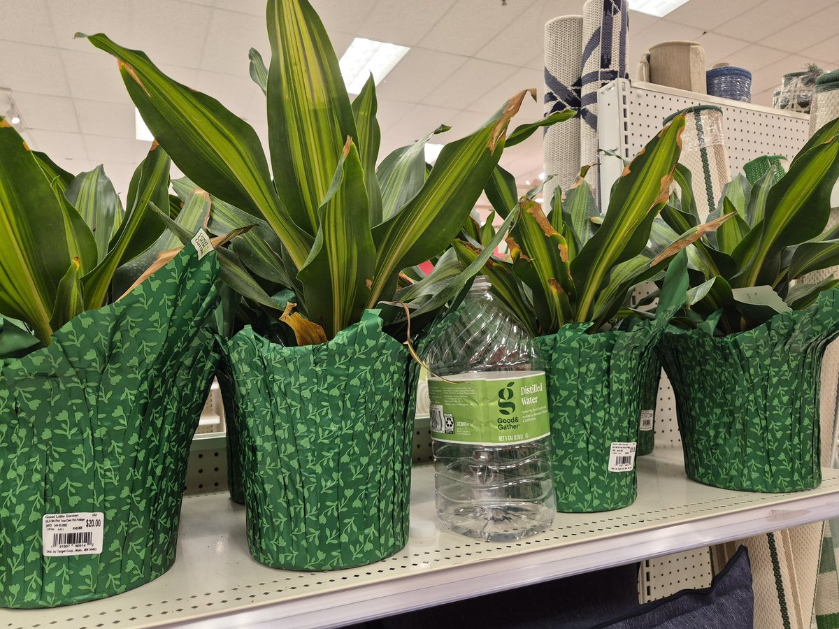 Jessica Machado tweet media