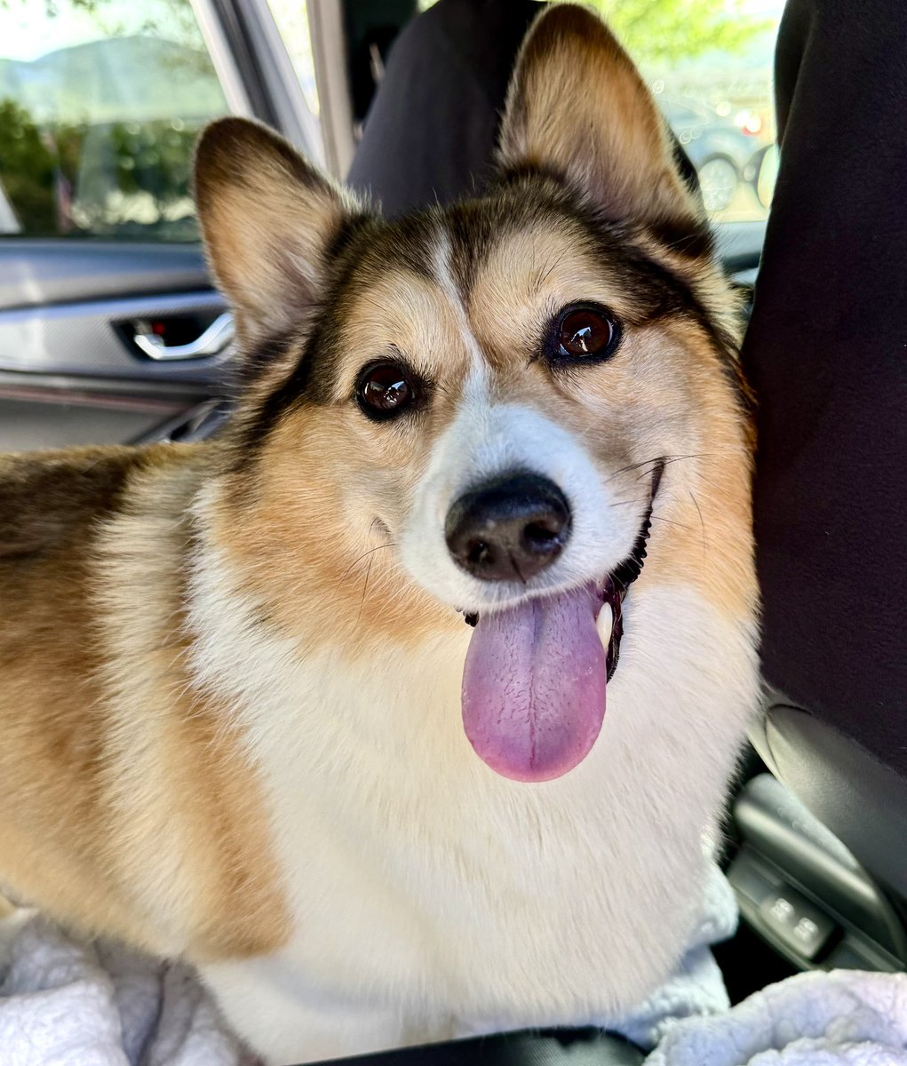 WinstonCorgiDog's tweet image. Happy Tongue-Out Tuesday Corgi Dog Winston-Family!☀️🐶👅👍🏻 Hope You’re All Well and Having a Great Day Today Furiends!💕 Much Peace &amp;amp; Many Blessings💌❤️ #happy #beach #photos #corgi #tuesday #dog #family