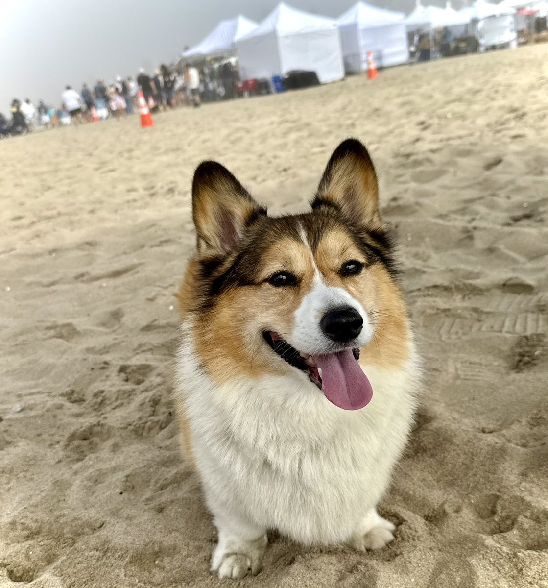 WinstonCorgiDog's tweet image. Happy Tongue-Out Tuesday Corgi Dog Winston-Family!☀️🐶👅👍🏻 Hope You’re All Well and Having a Great Day Today Furiends!💕 Much Peace &amp;amp; Many Blessings💌❤️ #happy #beach #photos #corgi #tuesday #dog #family
