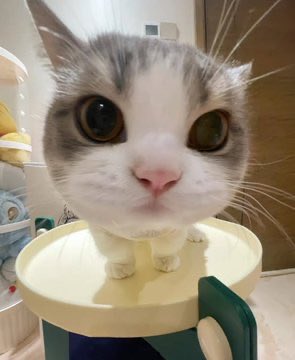 popular cat post tweet media