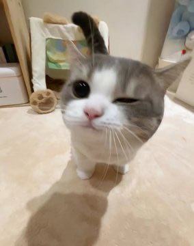 popular cat post tweet media