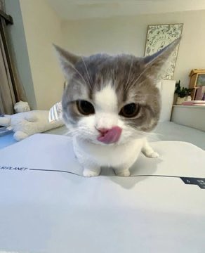 popular cat post tweet media