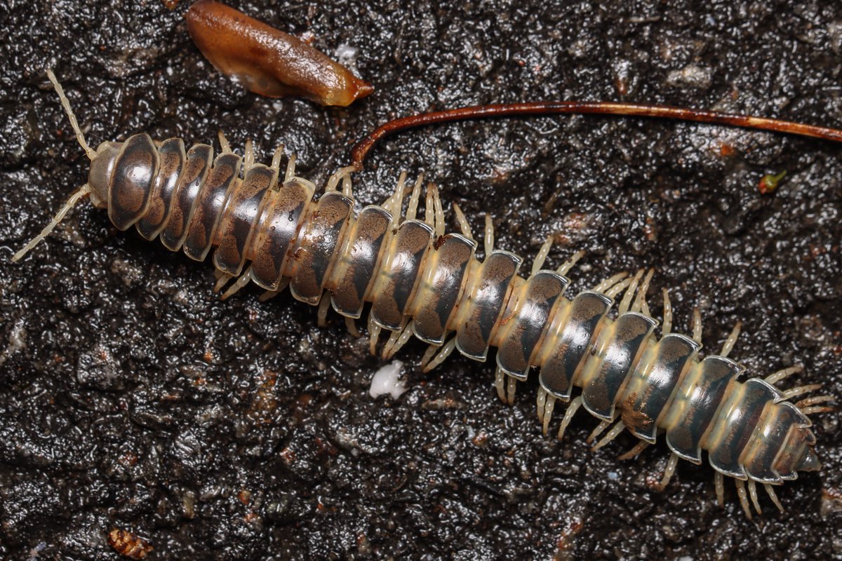 millipede_teruo's tweet photo. #ヤスデ図鑑を作りたい
Parafontaria spp.
1,3枚目のものはイヨババヤスデ。2,4枚目はParafontaria sp. (未記載種)。見た目はほとんど同じだが、生殖肢が明らかに異なる。高知県東部のこの場所から得られるParafontariaは何故かRiukiaria属に見た目が似る。また、60mm程と大型になる。 https://t.co/nUgKFMk7YZ