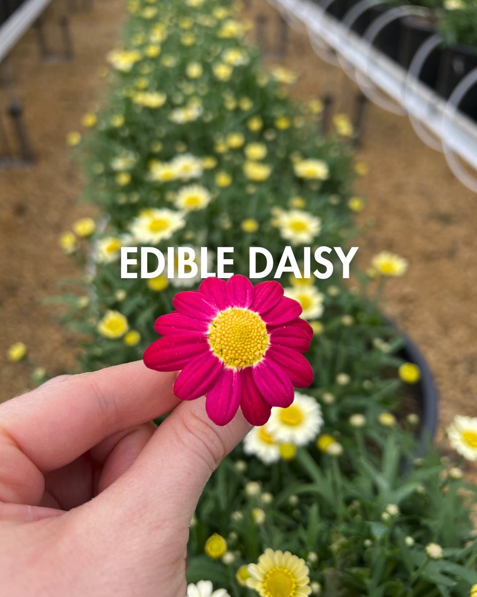WestlandsUK's tweet image. Bright and impressive, our Edible Daisies come in 12g punnets with a mix of pink, purple and white colours. Ideal for spring plating. 🌼

#BritishFlowers #BritishGrown #EdibleFlowers