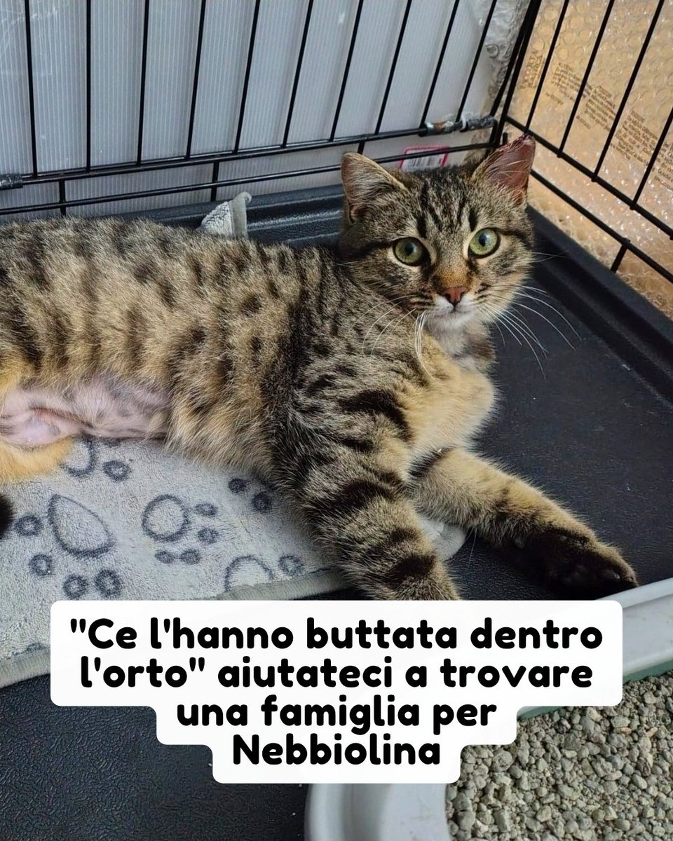 Pets Proof tweet media