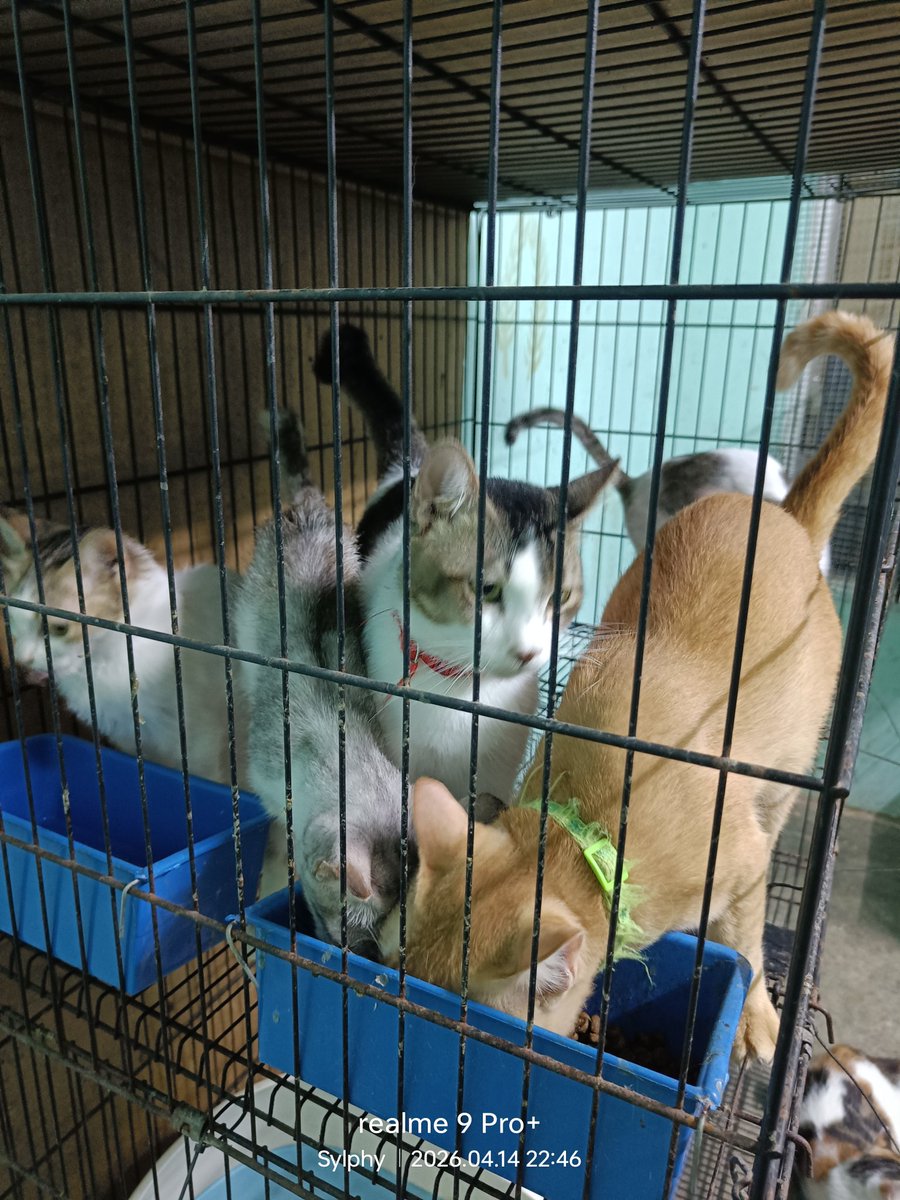 𝐦𝐢𝐨𝐰🐾 tweet media