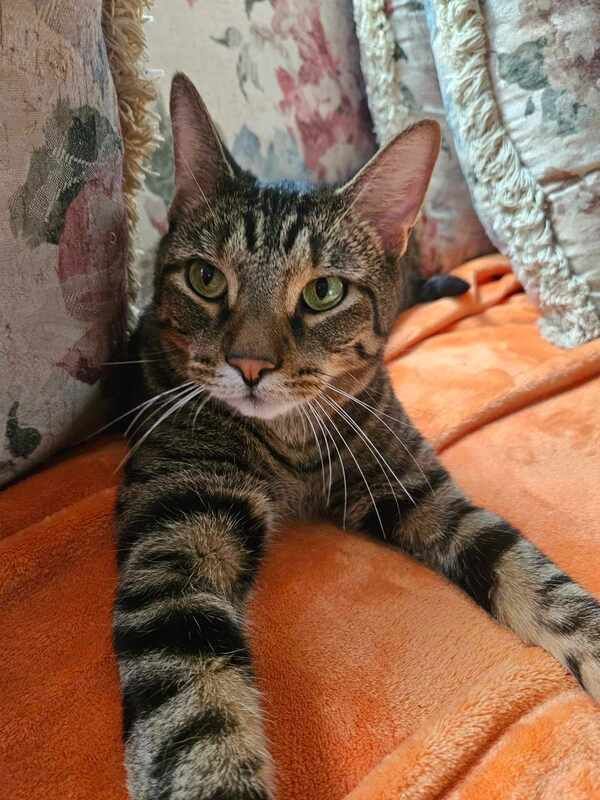 Chicago Pet Rescue tweet media