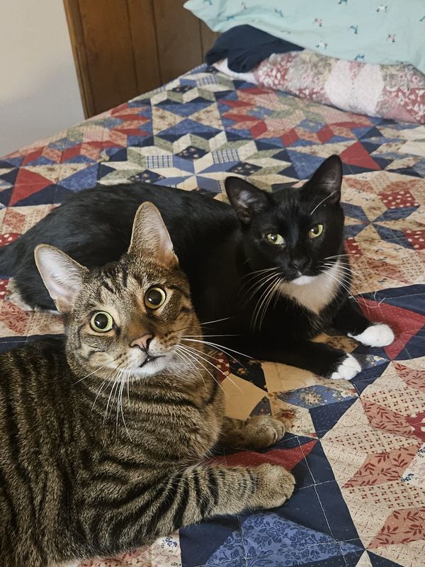 Chicago Pet Rescue tweet media