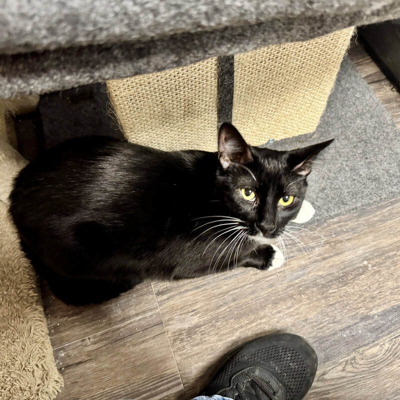 Chicago Pet Rescue tweet media