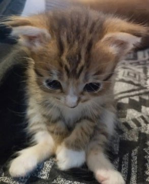 popular cat post tweet media