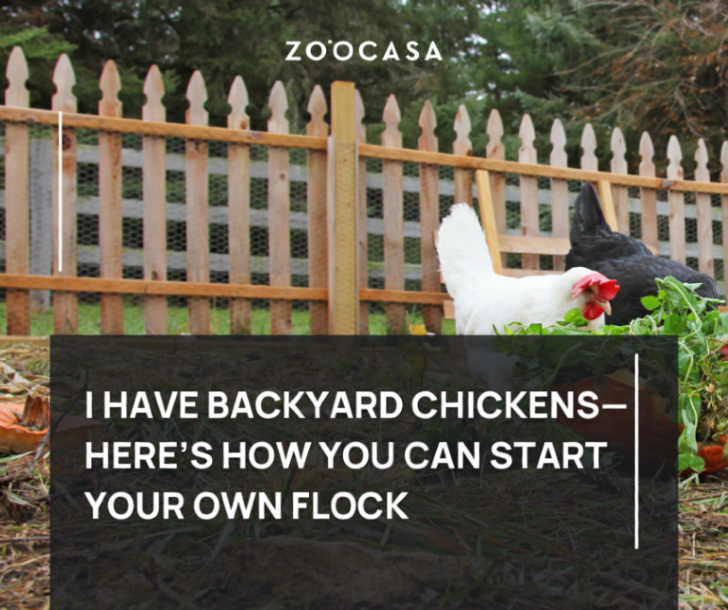 zoocasa's tweet photo. Thinking about raising backyard chickens? 🐔 

It’s easier than you think—but there are a few things you must know first.

👀 Click to learn how to start your own flock the right way 👇
https://t.co/bLoibEgLOZ https://t.co/JnjeFfmeJF