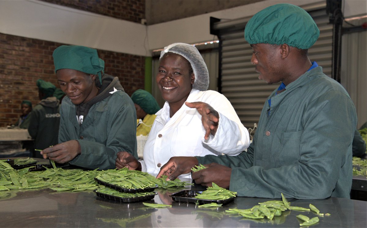 EU Delegation to Zimbabwe 🇪🇺 tweet media