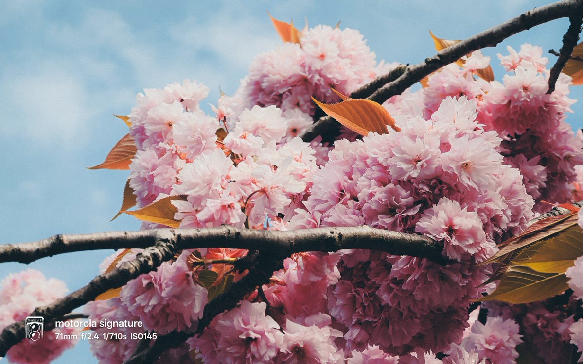 maciej_murawski's tweet image. How about some Motorola action?
I've already told you - it's a very capable shooter.

📸: Motorola Signature, auto mode, edited in Lightroom Mobile

#MyMotoLife
#Motovators