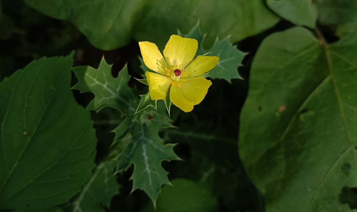 pino𝄞♡ tweet media