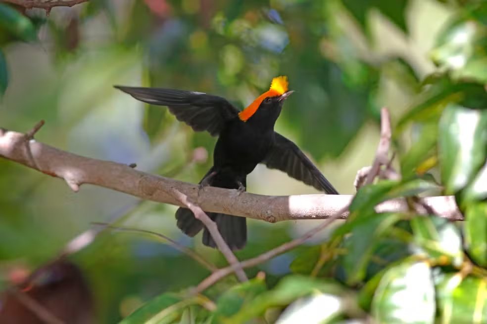 terradagente's tweet image. Durante expedição na região de Terra Ronca, membros da ONG Aquasis observaram soldadinho com mutação genética; colorido alaranjado em vez do vermelho não é considerado comum. Acesse: glo.bo/4sCm3x8 #terradagente #natureza #animais #fauna
