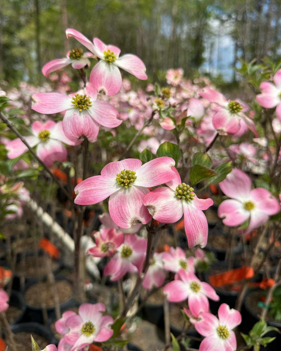 Fast Growing Trees tweet media