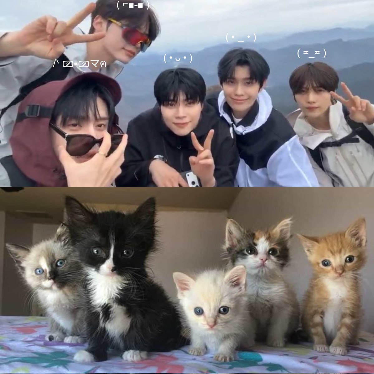 jiwoong as cats 🐈‍⬛ tweet media