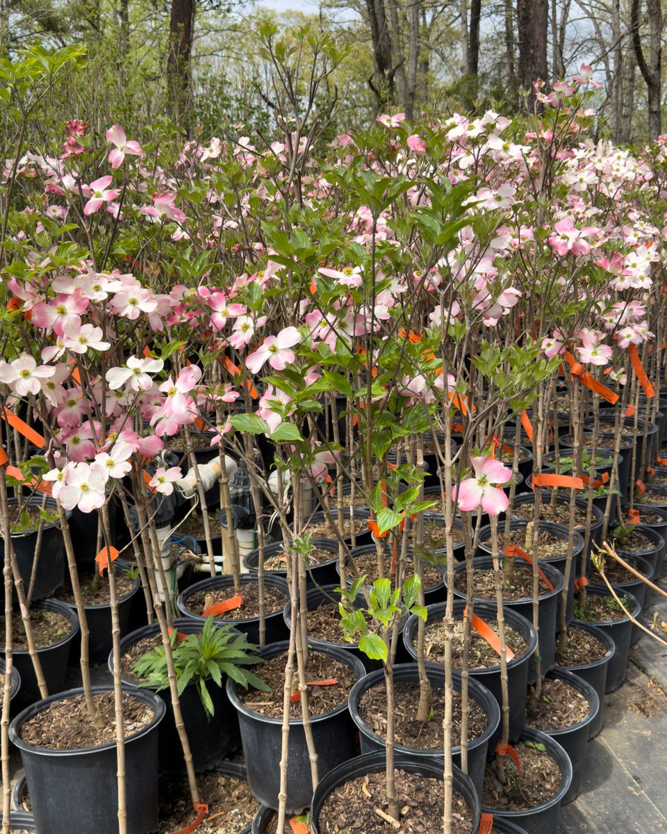 Fast Growing Trees tweet media
