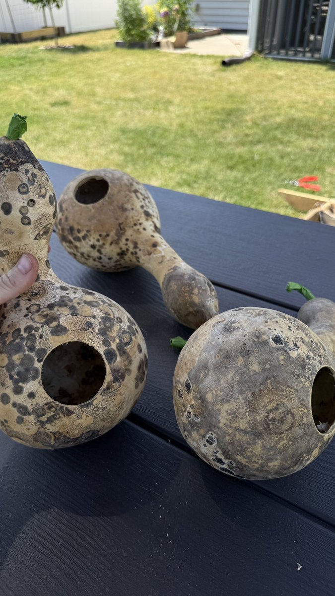 today trans agenda… bird houses built out of gourds I grew last year