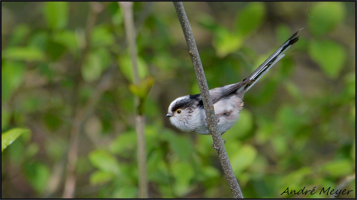 's tweet image. Orite à longue queue / Mésange à longue queue / Long-tailed tit / Schwanzmeise / Codibugnolo / Aegithalos caudatus / #Friesenheim / #BasRhin / #Alsace / #NikonD5100 / #Nikkor55300