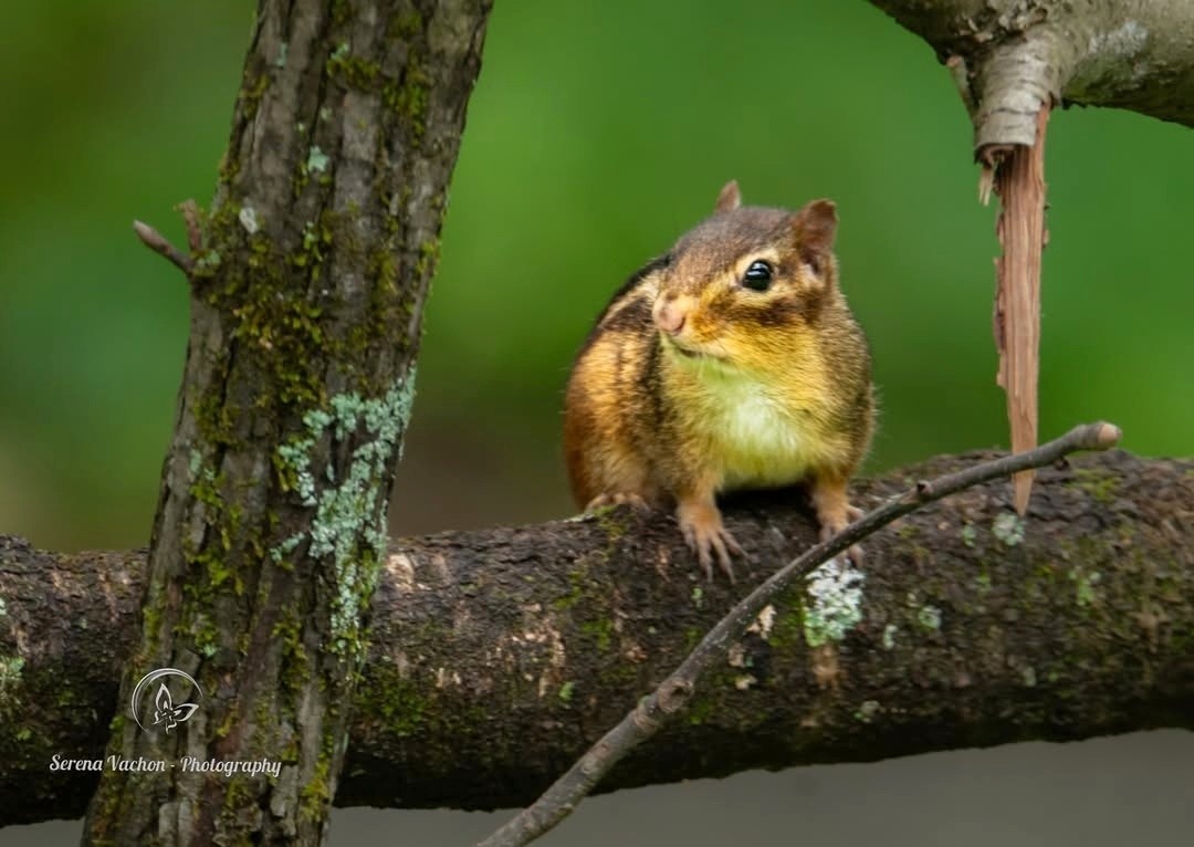 SerenaVachon's tweet image. Eastern chipmunk #animals #wildlife #wildlifephotography #nature #naturephotography