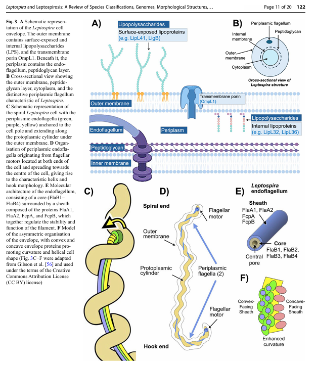 joseramosvivas's tweet image. LEPTOSPIRA ⚠️ Un review sobre las nuevas especies de Leptospira, ideal para clases de #Micro Clínica. 

¿Sabías que esta enfermedad causa más de 1 millón de casos y ~60.000 muertes al año? 🌍
Pues esta zoonosis sigue siendo una amenaza creciente. 🧵👇

🦠 ¿Qué es?
Una enfermedad