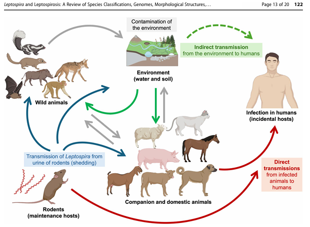 joseramosvivas's tweet image. LEPTOSPIRA ⚠️ Un review sobre las nuevas especies de Leptospira, ideal para clases de #Micro Clínica. 

¿Sabías que esta enfermedad causa más de 1 millón de casos y ~60.000 muertes al año? 🌍
Pues esta zoonosis sigue siendo una amenaza creciente. 🧵👇

🦠 ¿Qué es?
Una enfermedad