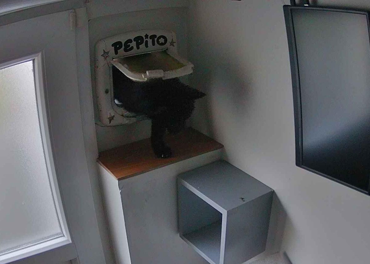 Pépito is back home (20:12:10)