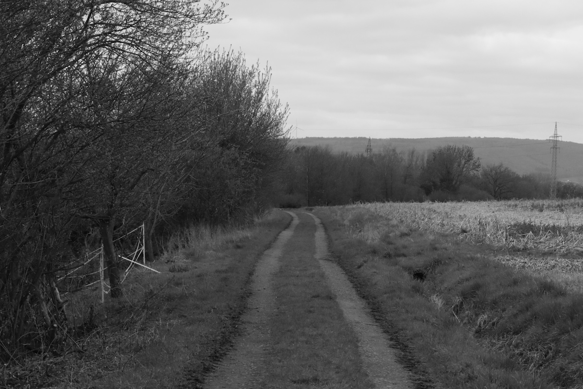 DrCKaiser's tweet image. #photo #Photography #landscape #monochrome #blackandwhite #forest #trees #fields #path #blackandwhitephotography #landscapephotography