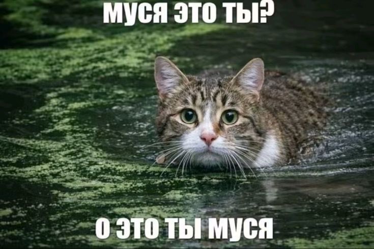 twink_kek's tweet photo. это я муся https://t.co/V2RhDNt0n9