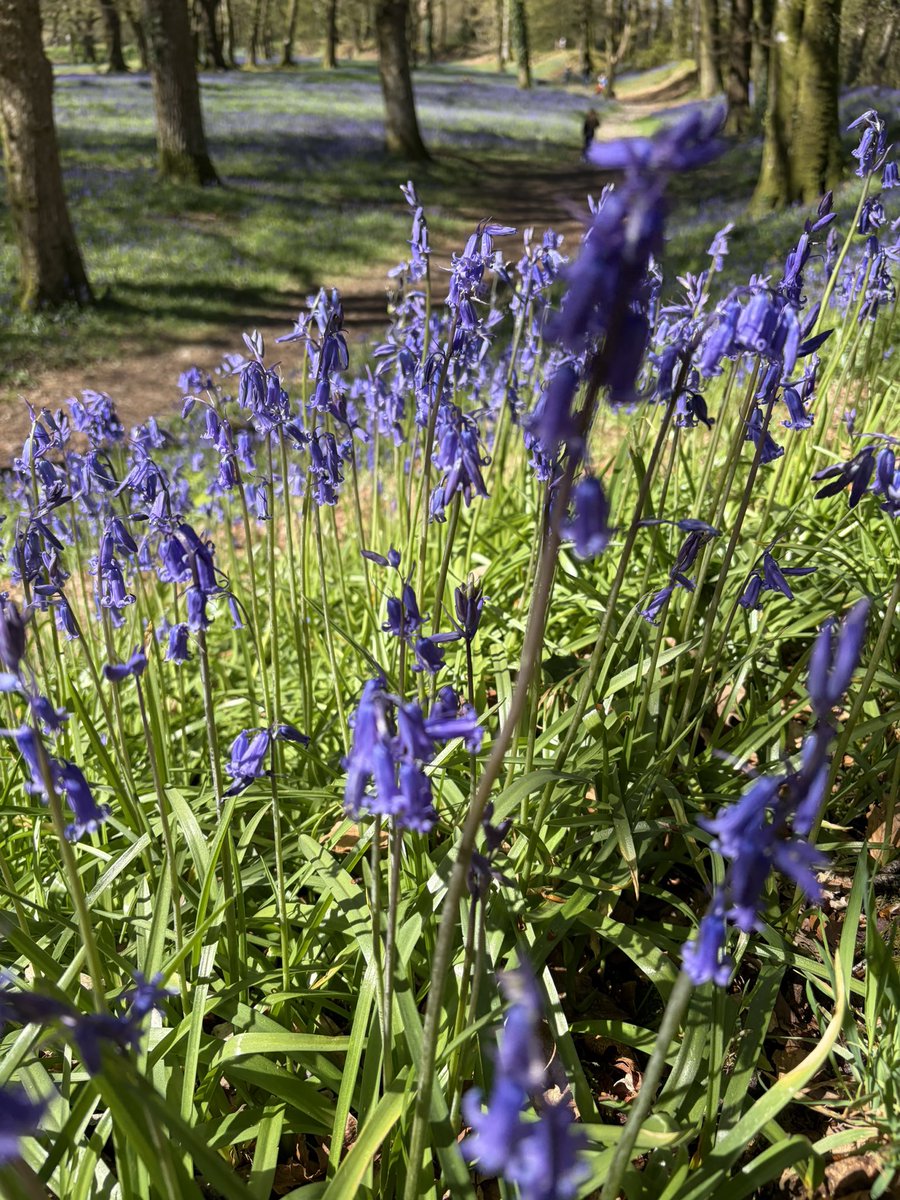 adriansalter315's tweet image. A quick break from writing to walk along Branscombe beach and Blackberry Camp to see the bluebells - then home to carry on. These books don’t write themselves.

#booktwt #writingcommunity #authorlife