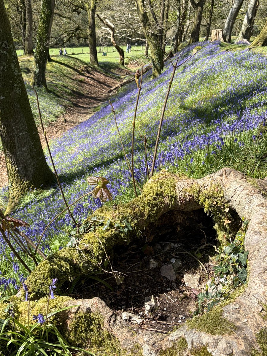 adriansalter315's tweet image. A quick break from writing to walk along Branscombe beach and Blackberry Camp to see the bluebells - then home to carry on. These books don’t write themselves.

#booktwt #writingcommunity #authorlife