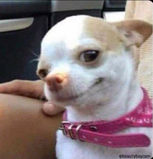 Dan Gold🟠 tweet media