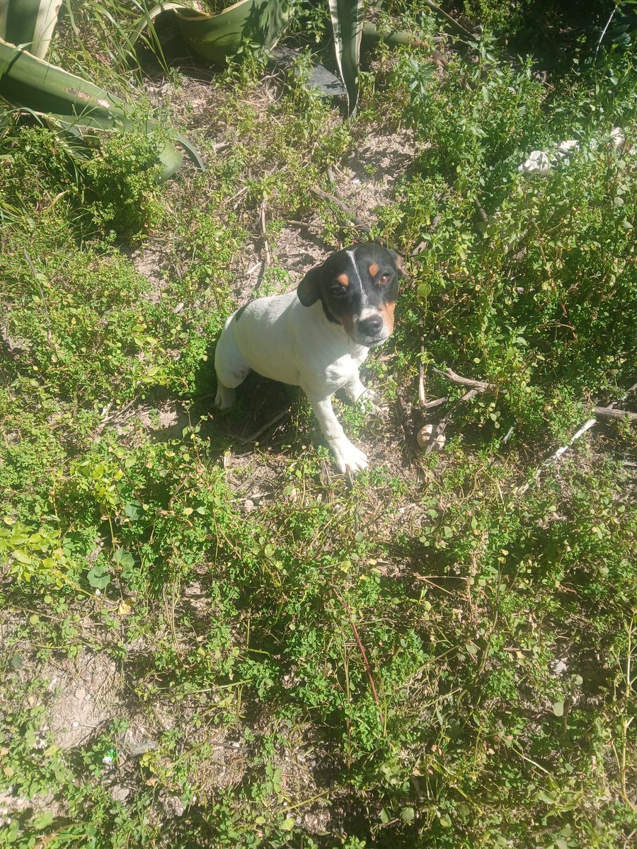 AXLAMADRID's tweet photo. BEBES BODEGUER@S ABANDONADOS EN CÁDIZ

CARMELA (Bodeguera tricolor) y DONATO (Cruce de Bodeguero marron y blanco). 

Dos bebotes abandonados en medio de la nada donde hubiesen muerto de no ser por buenas personas que no miran hacía otro lado. Nos pidieron ayuda…

🧵⬇️ https://t.co/g4H9unKdjO